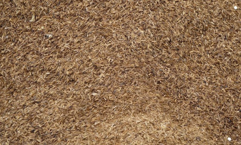 Rice husk. A binder made from a mixture of slag, rice husk ash and palm oil processing ash gave compressive strengths and flow rates similar to OPC.